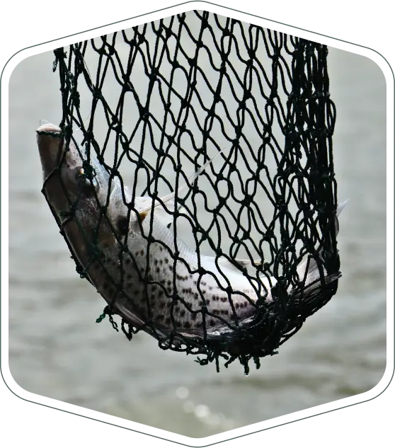 Fish in net above water