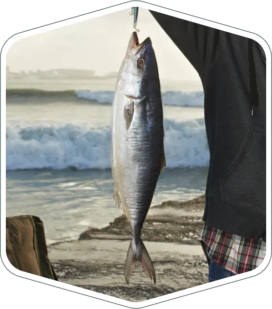 Pescado entero colgado en gancho